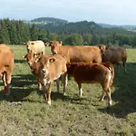 Aussichtsbauernhofpension Hof Gretchens B&B 빈터베르크