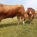 Aussichtsbauernhofpension Hof Gretchens 빈터베르크