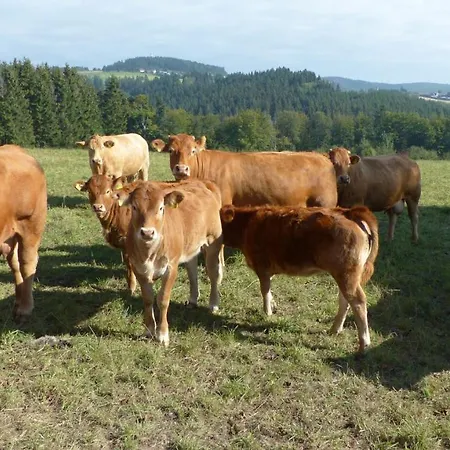 Aussichtsbauernhofpension Hof Gretchens Bed & Breakfast Winterberg