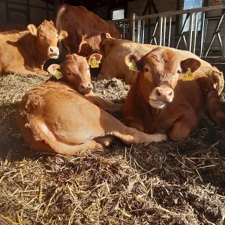 Bed & Breakfast Aussichtsbauernhofpension Hof Gretchens *