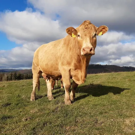 Aussichtsbauernhofpension Hof Gretchens * Winterberg