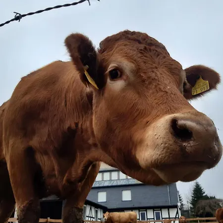 Bed & Breakfast Aussichtsbauernhofpension Hof Gretchens Winterberg