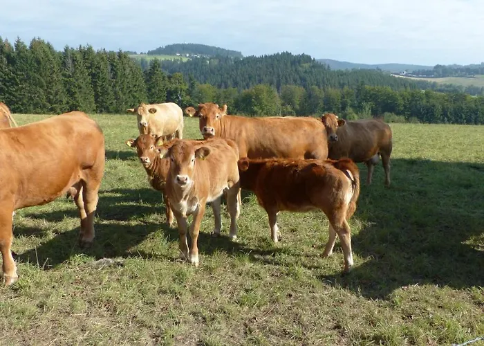 Aussichtsbauernhofpension Hof Gretchens Bed & Breakfast Winterberg