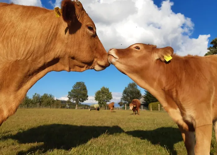 Aussichtsbauernhofpension Hof Gretchens Bed and breakfast Winterberg