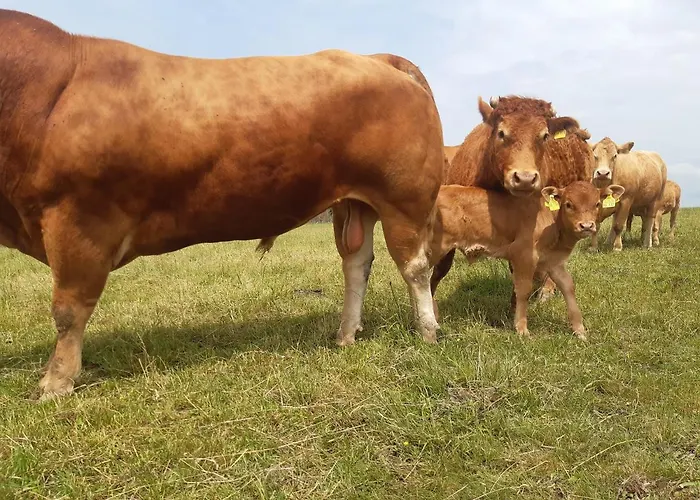 Aussichtsbauernhofpension Hof Gretchens Winterberg