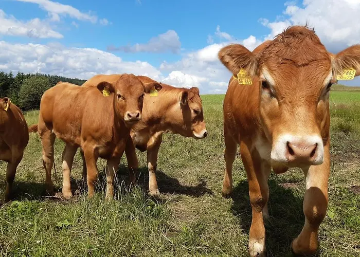 Aussichtsbauernhofpension Hof Gretchens * Winterberg