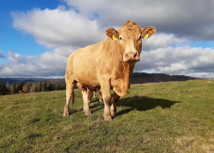 Aussichtsbauernhofpension Hof Gretchens * Winterberg