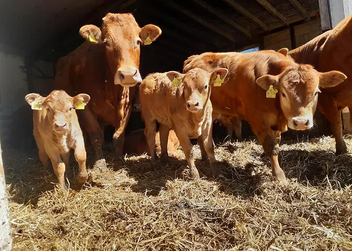 Bed & Breakfast Aussichtsbauernhofpension Hof Gretchens